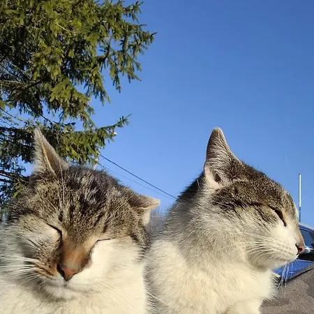 Uroczysko Skomackie *