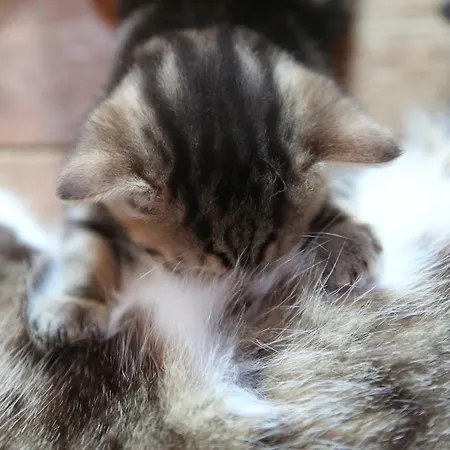 Uroczysko Skomackie Lantgård